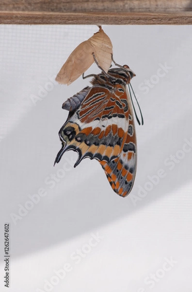 Obraz Butterfly Metamorphose (Charaxes Jasius)