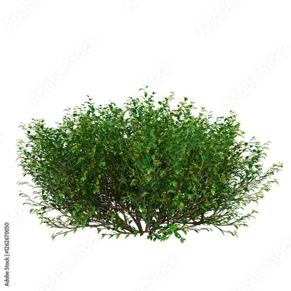 Fototapeta Free PNG 3d illustration of Goodenia ovata 2 tree frontal isolated transparent background perfectly cutout high resolution	
