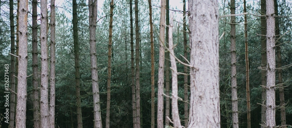 Obraz Forest bleeding into dark