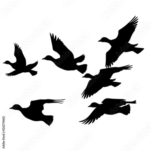 Obraz ducks flying silhouette