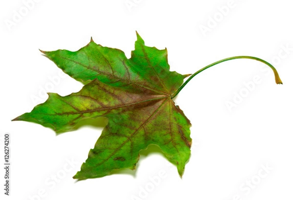 Fototapeta Multicolor maple-leaf
