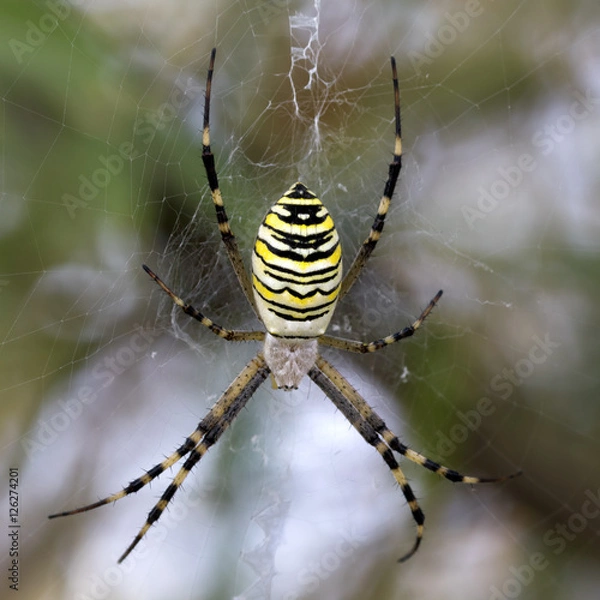 Obraz Spider on spiderweb