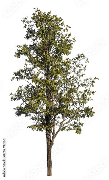 Fototapeta Single tree isolated on transparent background with clipping path and alpha channel