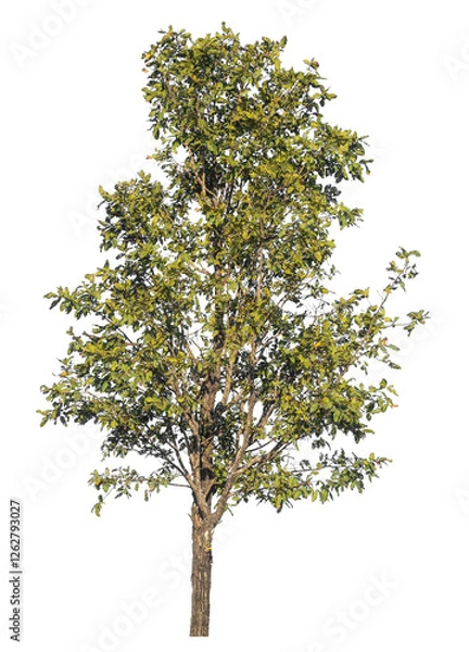 Fototapeta Single tree isolated on transparent background with clipping path and alpha channel
