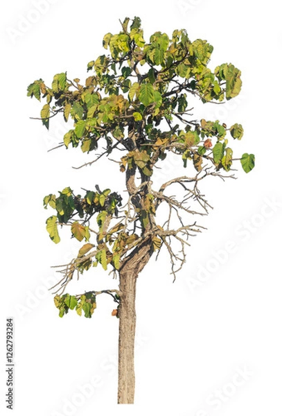 Fototapeta Single tree isolated on transparent background with clipping path and alpha channel.