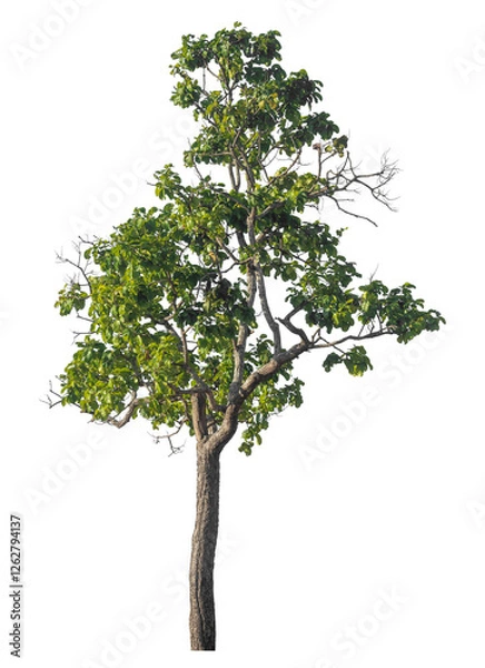 Fototapeta Single tree isolated on transparent background with clipping path and alpha channel