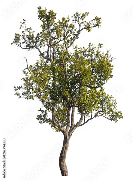 Fototapeta Single tree isolated on transparent background with clipping path and alpha channel