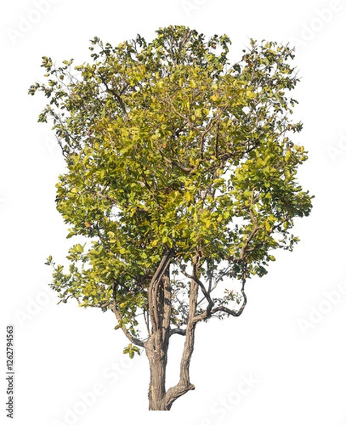 Fototapeta Single tree isolated on transparent background with clipping path and alpha channel