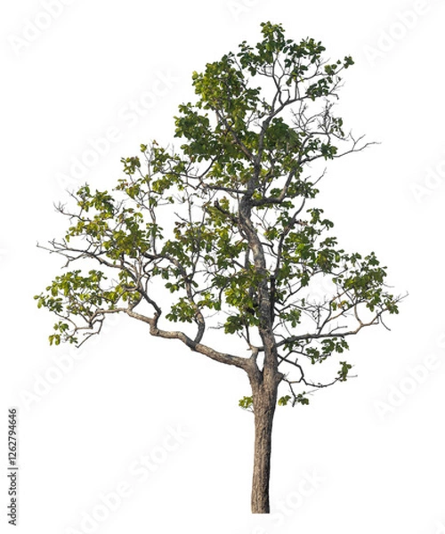 Fototapeta Single tree isolated on transparent background with clipping path and alpha channel