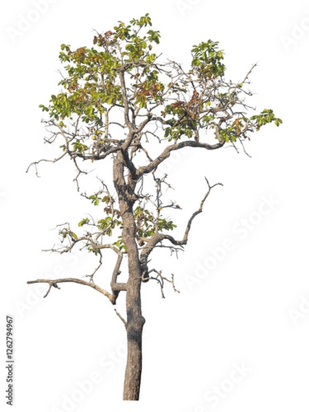 Fototapeta Single tree isolated on transparent background with clipping path and alpha channel