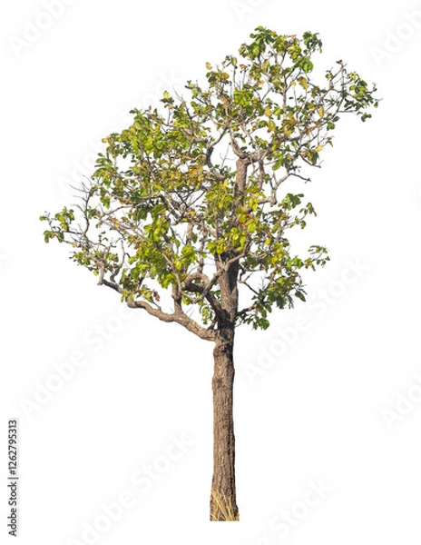 Fototapeta Single tree isolated on transparent background with clipping path and alpha channel