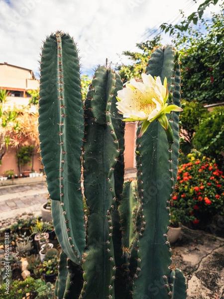 Obraz green cactus with yellow flower