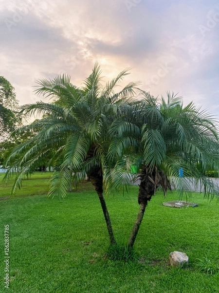 Obraz palm trees on the park