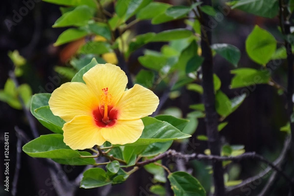 Obraz Yellow Hawaiin plumera  flower