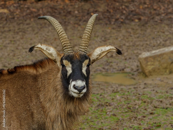 Obraz Roan antelope closeeup front portrait