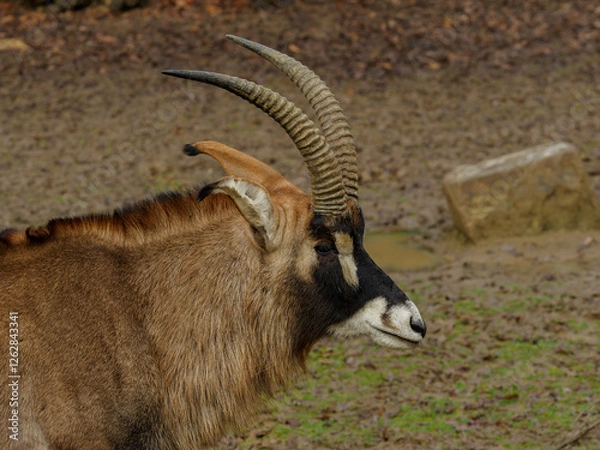 Obraz Roan antelope closeeup side portrait