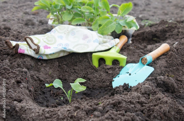 Fototapeta Planting small cabbage seedlings in beds, small farming