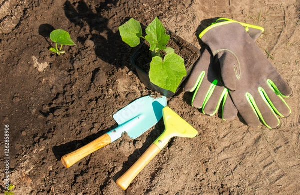 Fototapeta Seedlings of cucumbers, squash before planting in beds, small farming