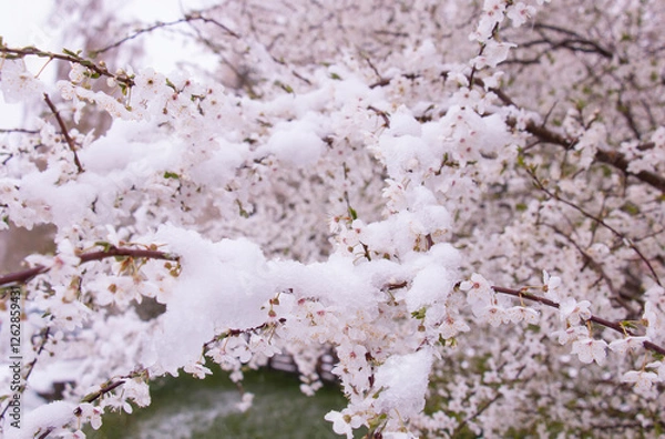 Fototapeta Cherry blossoms under the sky covered with a layer of snow in spring