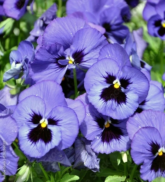 Obraz Violet Pansy