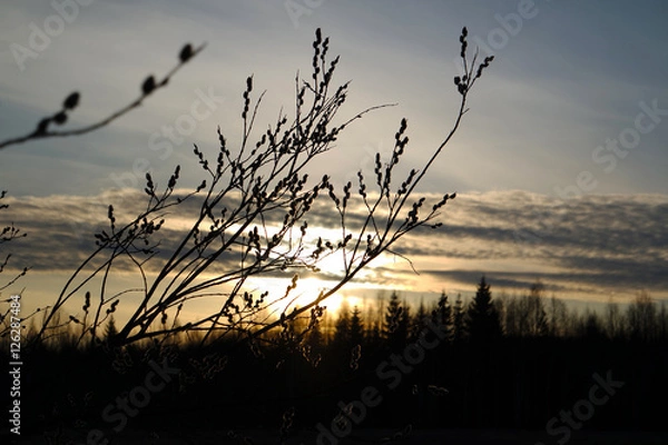 Fototapeta Catkins