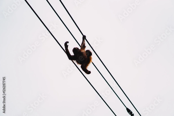 Obraz Orangutan plays