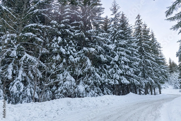 Fototapeta snow covered pine trees and snowy road high in the mountains