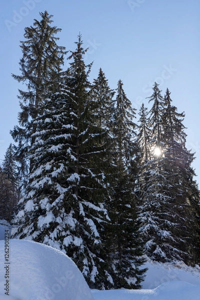 Fototapeta snow covered trees and sun shining through them.