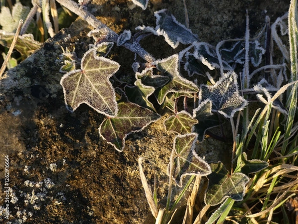 Obraz Gelée du matin