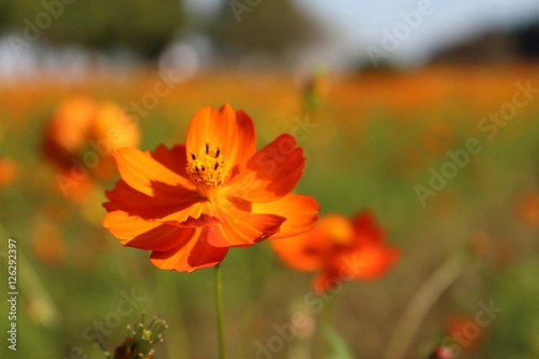 Fototapeta オレンジのコスモス