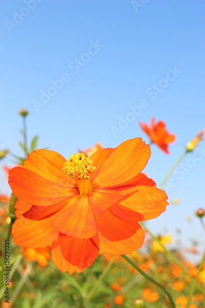 Fototapeta 青空とオレンジのコスモス