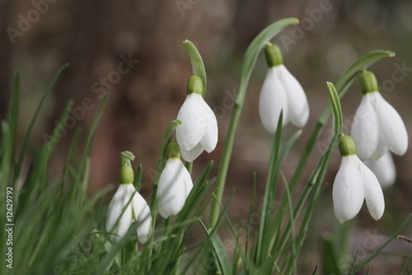 Obraz Snowdrops