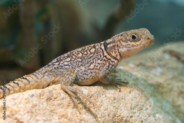 Fototapeta lizard on the rock, oplurus, small lizard from Madagascar, sad-colored lizard
