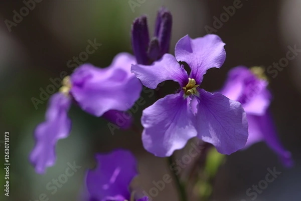 Fototapeta 野原一面紫色の花畑