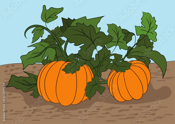 Obraz Pumpkin plant vector illustration. 
