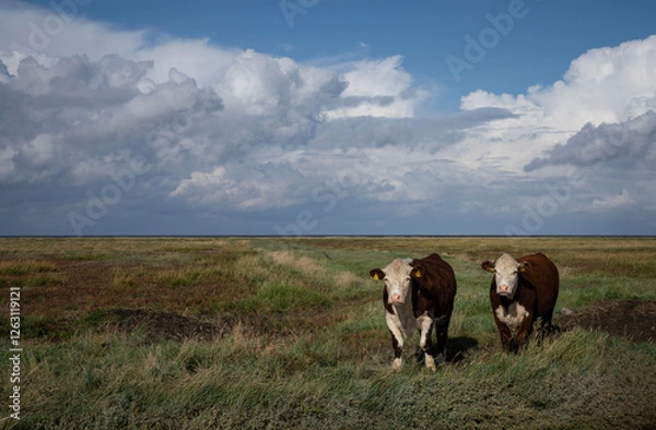 Fototapeta Cows of the Hereford breed grazing on the salt marshes of the province of Groningen. The extensive salt marsh landscape gives the cows plenty of space.