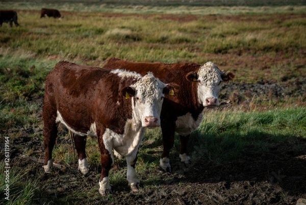 Fototapeta Cows of the Hereford breed grazing on the salt marshes of the province of Groningen. The extensive salt marsh landscape gives the cows plenty of space.