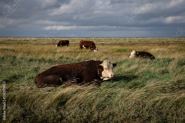 Fototapeta Cows of the Hereford breed grazing on the salt marshes of the province of Groningen. The extensive salt marsh landscape gives the cows plenty of space.