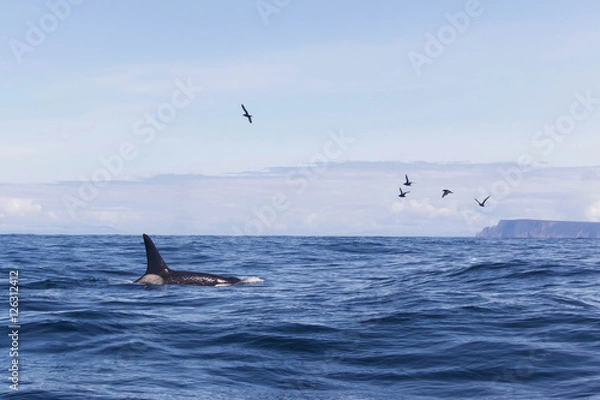Obraz Orca lub Killer Whale na Morzu Tasmanów w Tasmanii w Australii