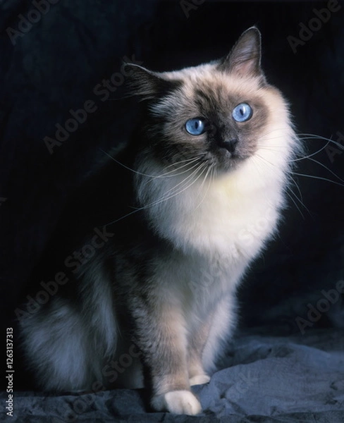 Obraz Sacré de birmanie