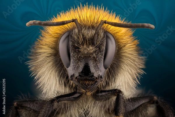 Fototapeta Extra sharp portrait of bumblebee through a microscope.