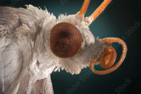 Fototapeta Extra sharp portrait of white moth through a microscope.