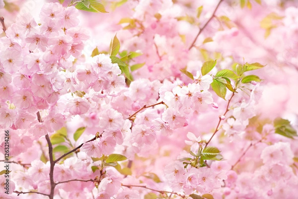 Fototapeta Spring pink blossom in garden, springtime cherry bloom, pastel and soft flower background. Selective focus, shallow DOF, toned