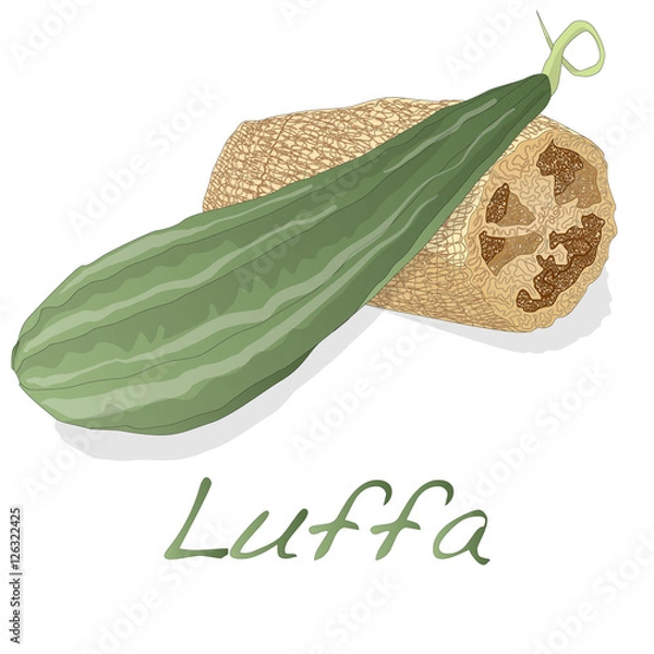 Obraz Angled luffa fruits vector