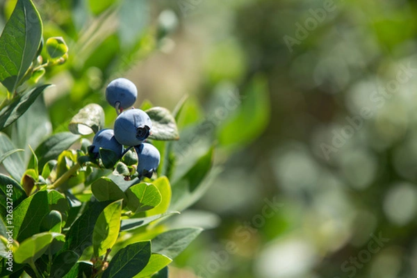 Obraz Blueberries In Close-Up