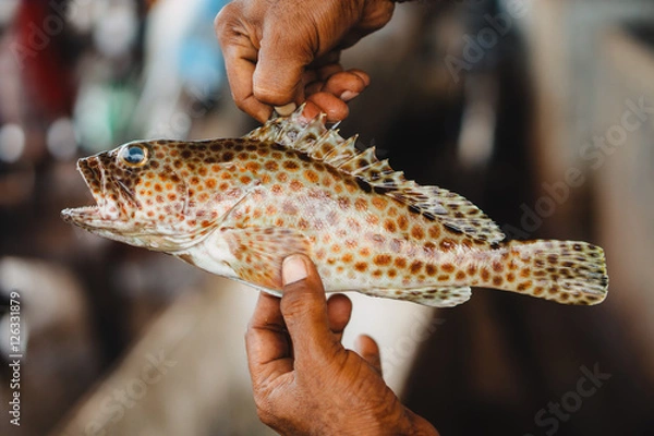 Obraz Beautifully Patterned Fish