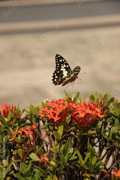 Obraz butterfly on flower