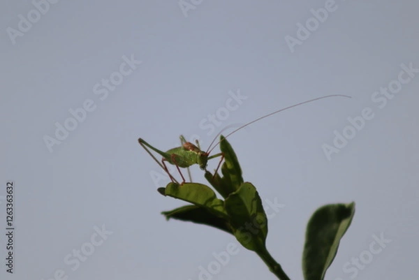 Obraz green grasshopper on a flower