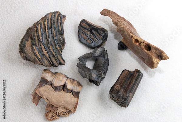 Fototapeta Prehistoric doggerland fossils teeth and jaw bones of megafauna such as cave bear,.woolly mammoth, rhino and steppe bison.