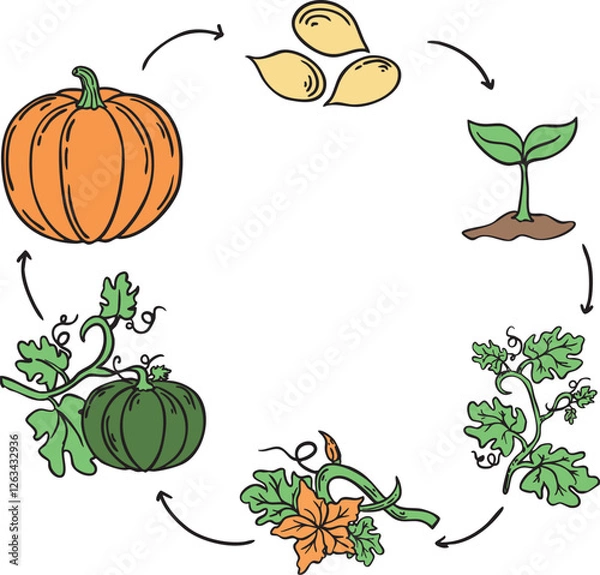 Fototapeta Vector Illustration of the Pumpkin Life Cycle - Isolated Growth Stages from Seed to Harvest